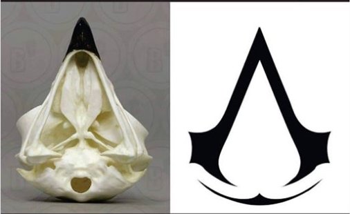 assassins creed logo meaning skull;