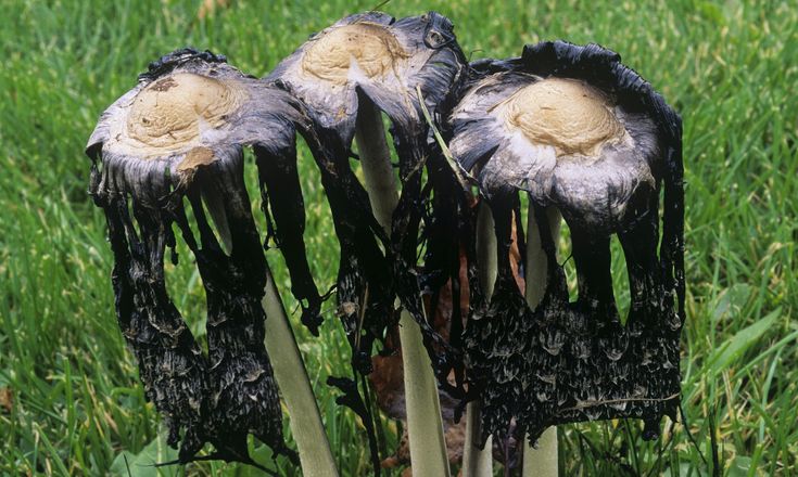 This Week in PC Gaming: Call of Duty, Where Winds Meet, Alien Fungi, Chess-Playing Queens, and Pareidolia